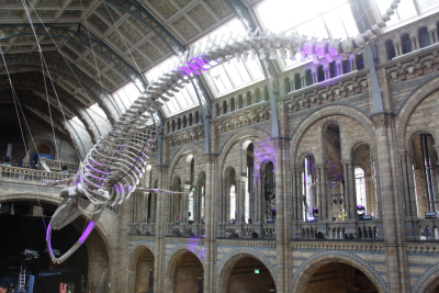 NHM_Hintze_Opening_Event_Flowers-0170