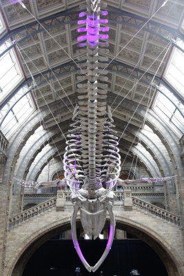 NHM_Hintze_Opening_Event_Flowers-0171
